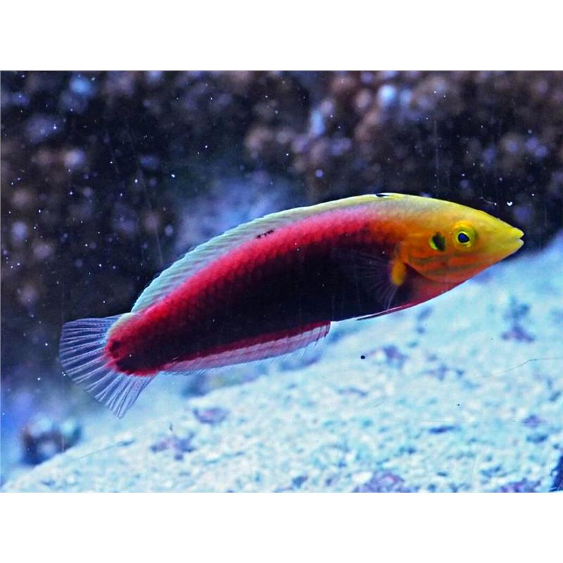 Halichoeres Iridis (Radiant Wrasse) - imagine 4